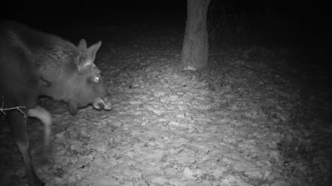 夜晚，在一个废弃的冬季花园里的驼鹿，跟踪摄像机视频下载