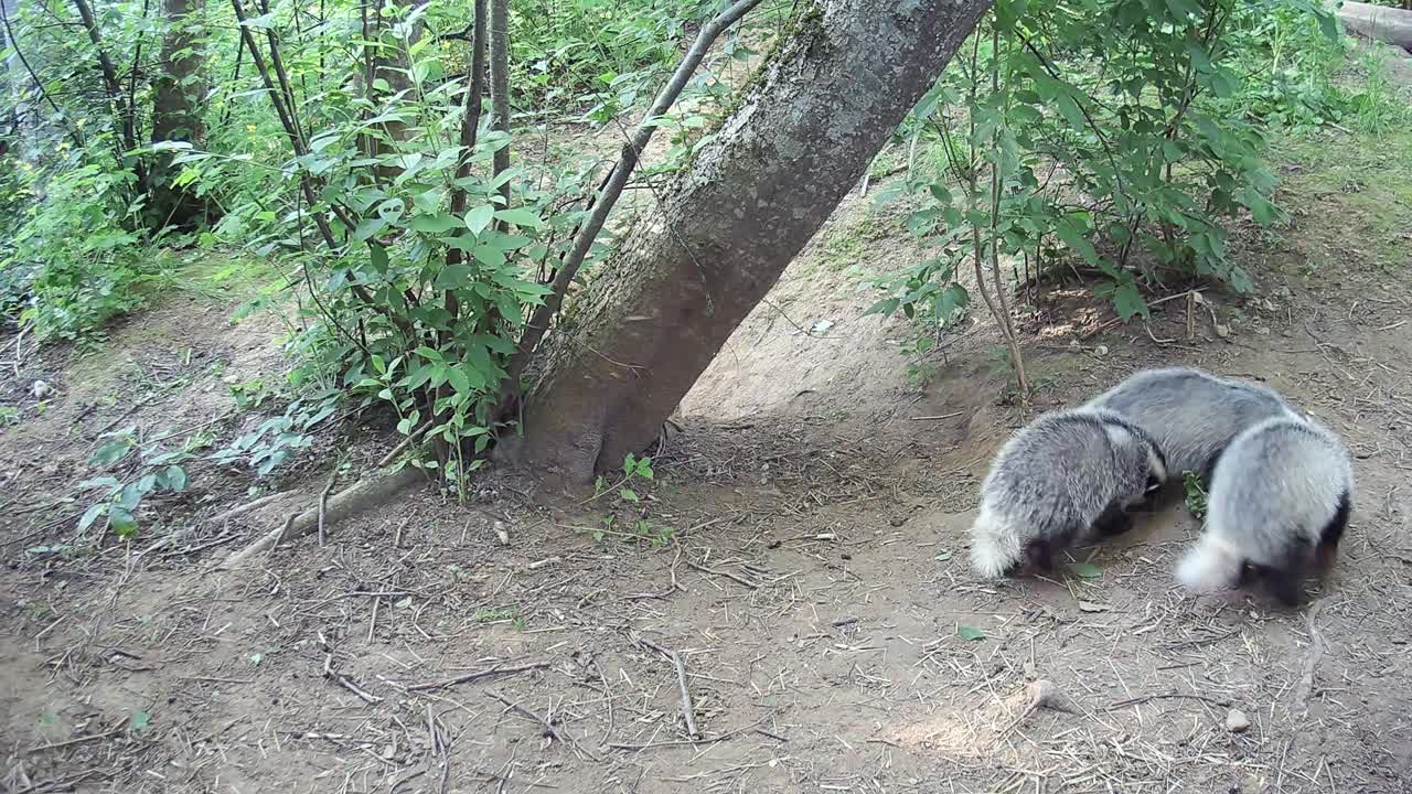 三只漂亮的小獾Meles Meles在春天的洞穴附近玩耍视频下载