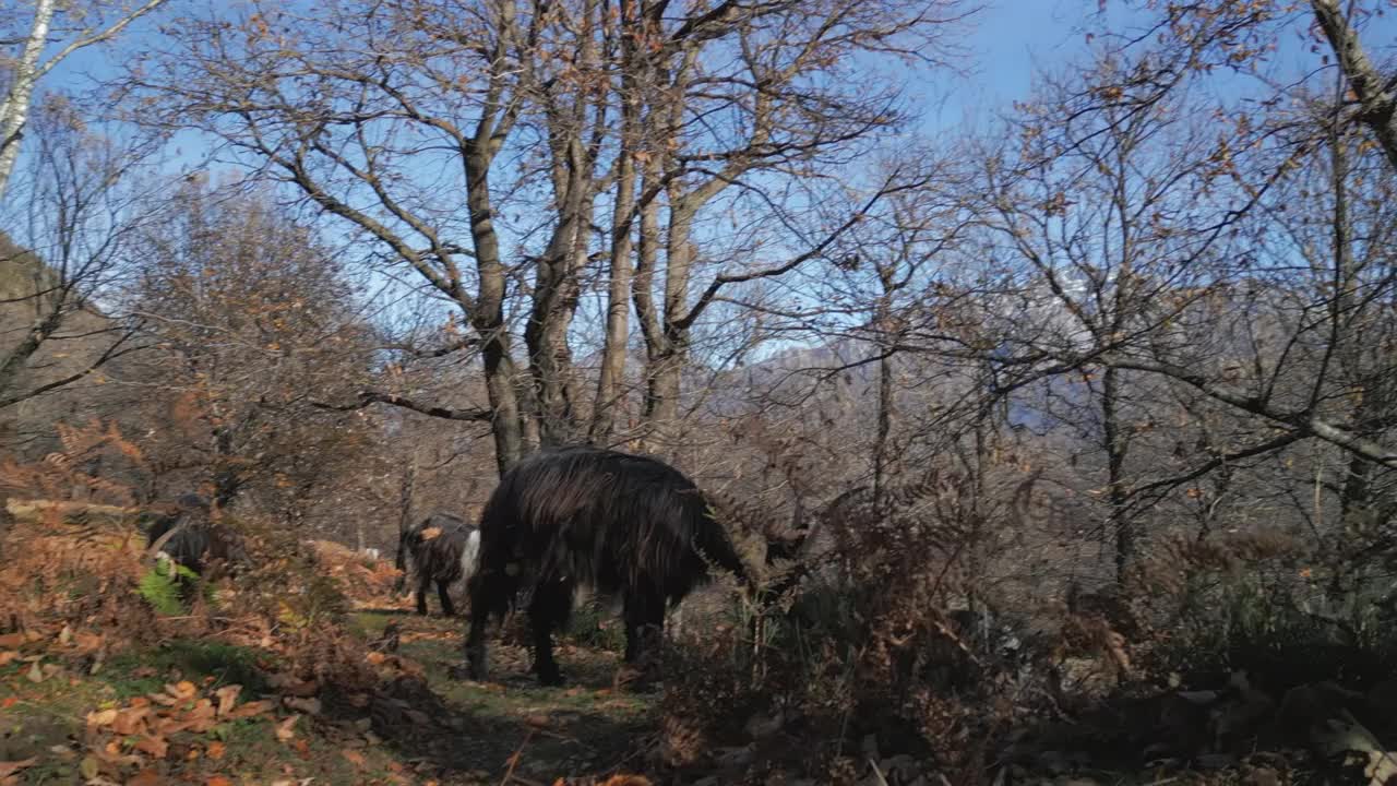 黑山羊森林视频下载