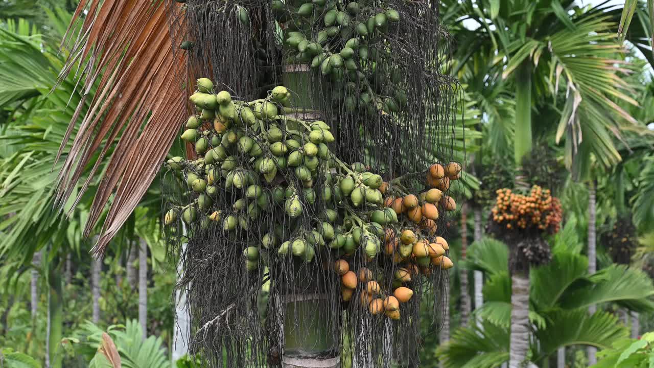 槟榔种植园里的槟榔果实视频素材