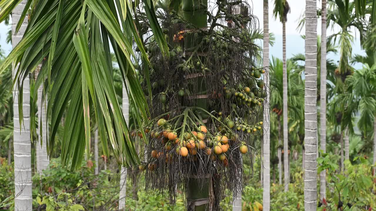 槟榔种植园里的槟榔果实视频素材