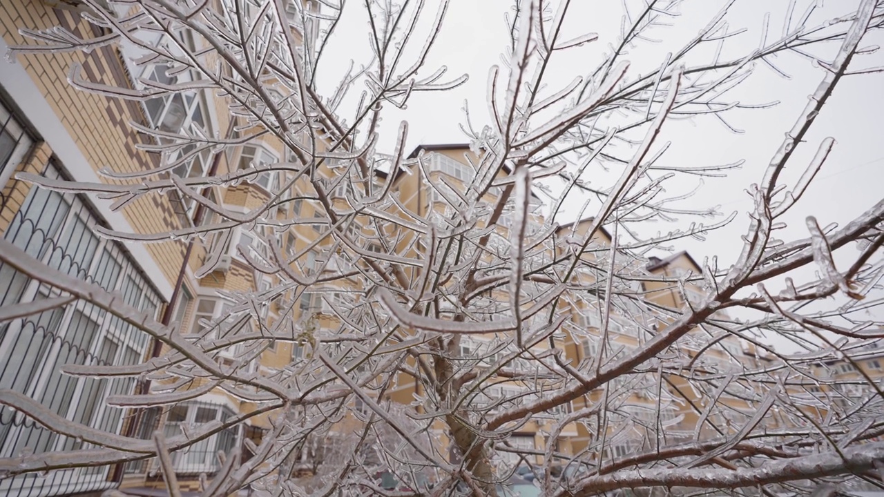 被冰覆盖的树枝。冰冻的布什。寒冷和冬季天气概念视频下载