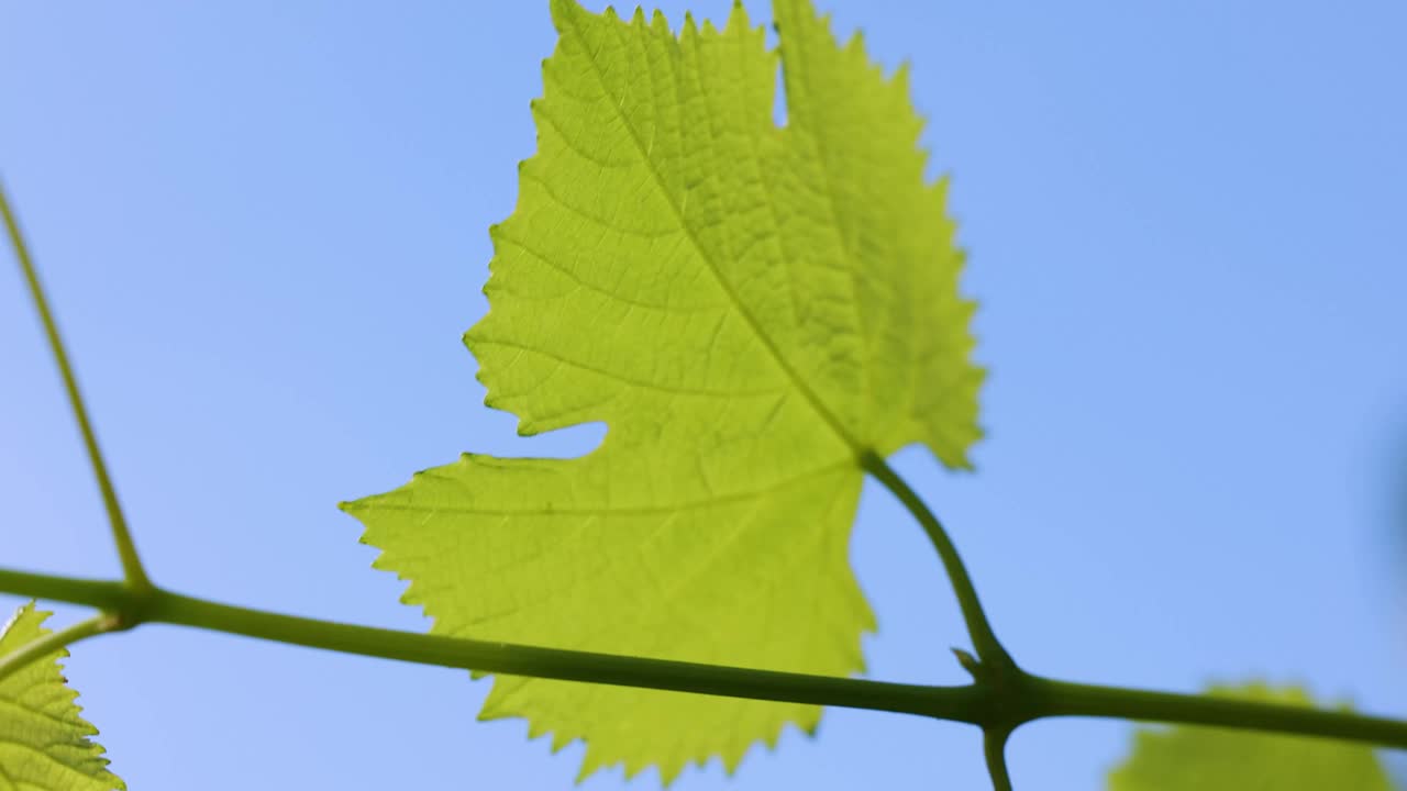 树枝上嫩绿的葡萄叶子的慢动作视频视频下载