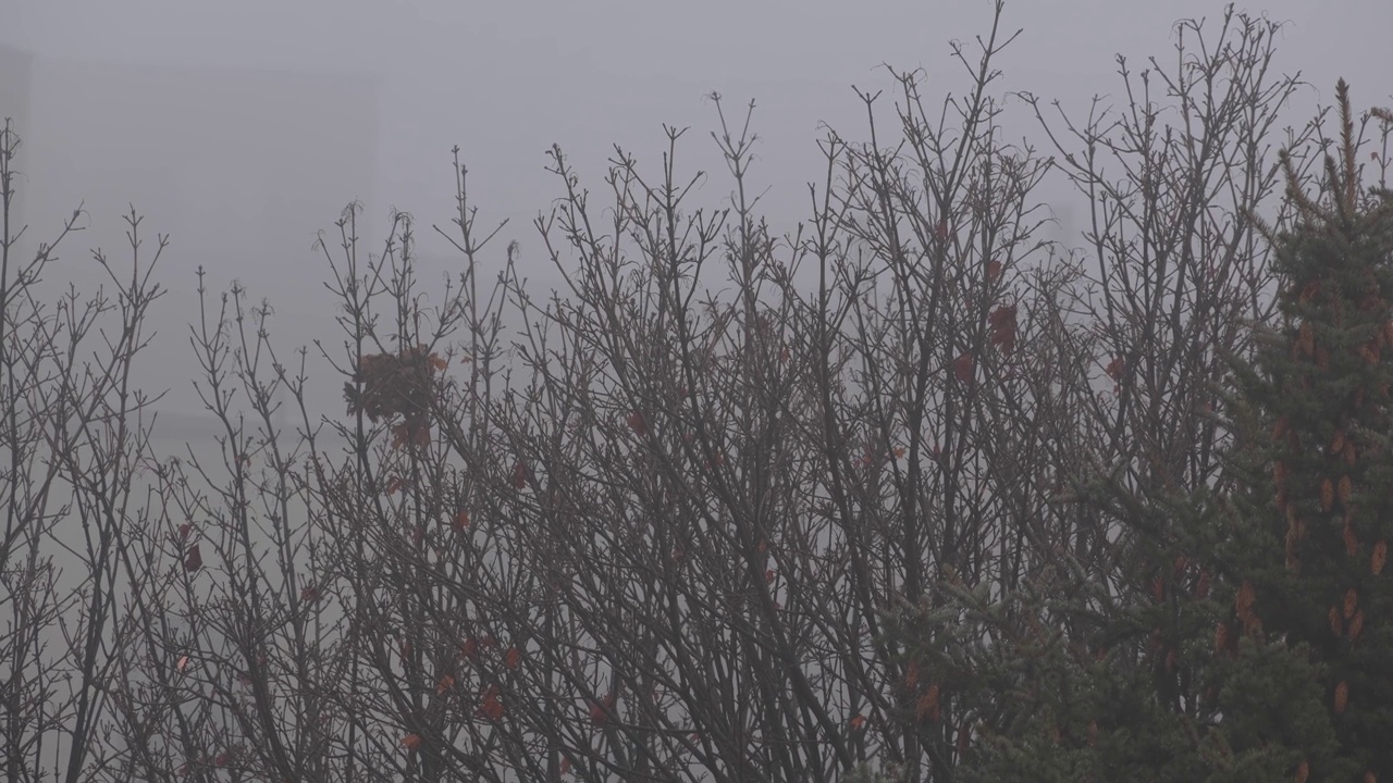 冬天的孤独:迷雾笼罩的加拿大树叶视频下载