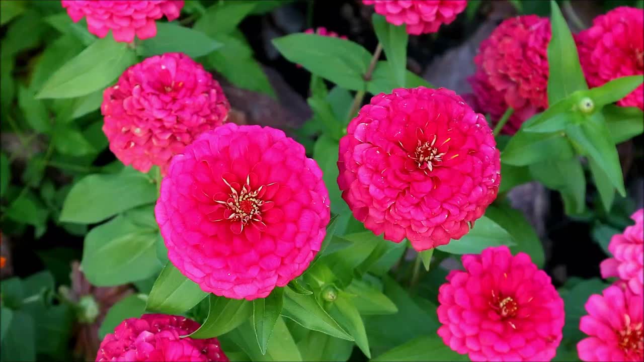 令人惊叹的热粉红色百日菊花在温柔的风中盛开的镜头视频下载