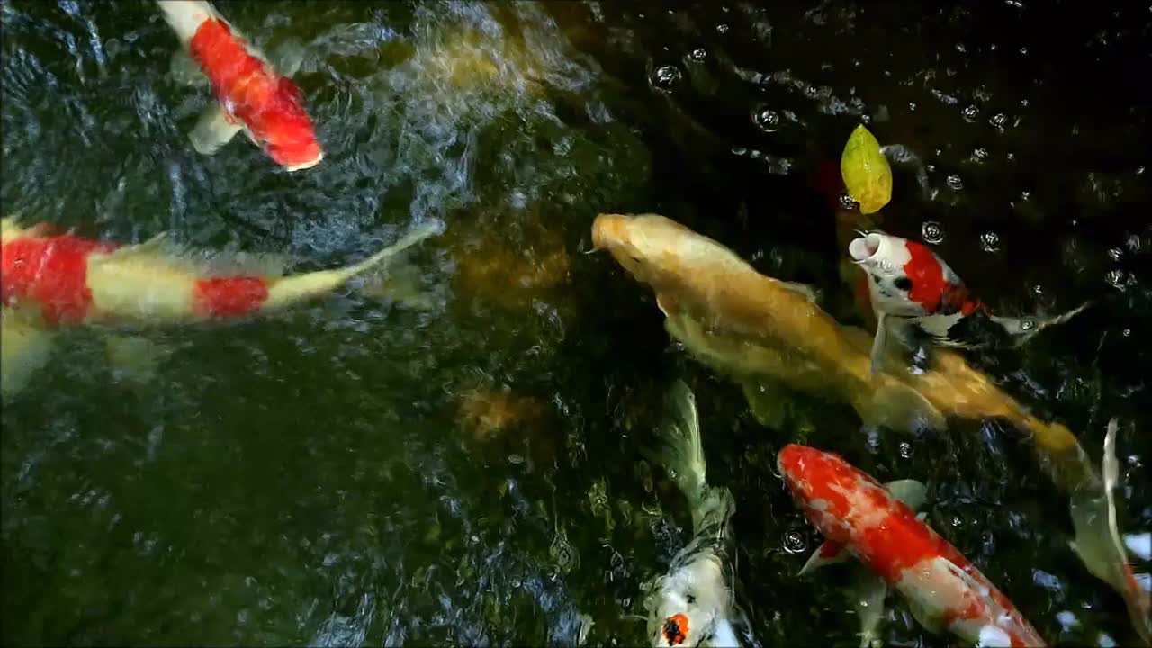 一群色彩鲜艳的黑龙江鲤鱼在锦鲤池里快乐地游泳视频下载