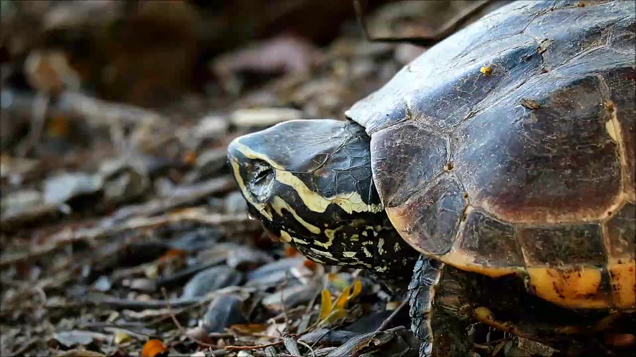 一只野生海龟在湖岸放松的镜头视频下载