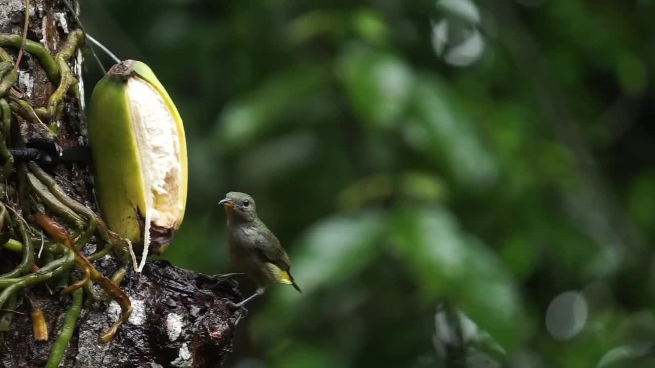 banana cinenen是一种来自Sylviidae部落的鸣禽。视频下载