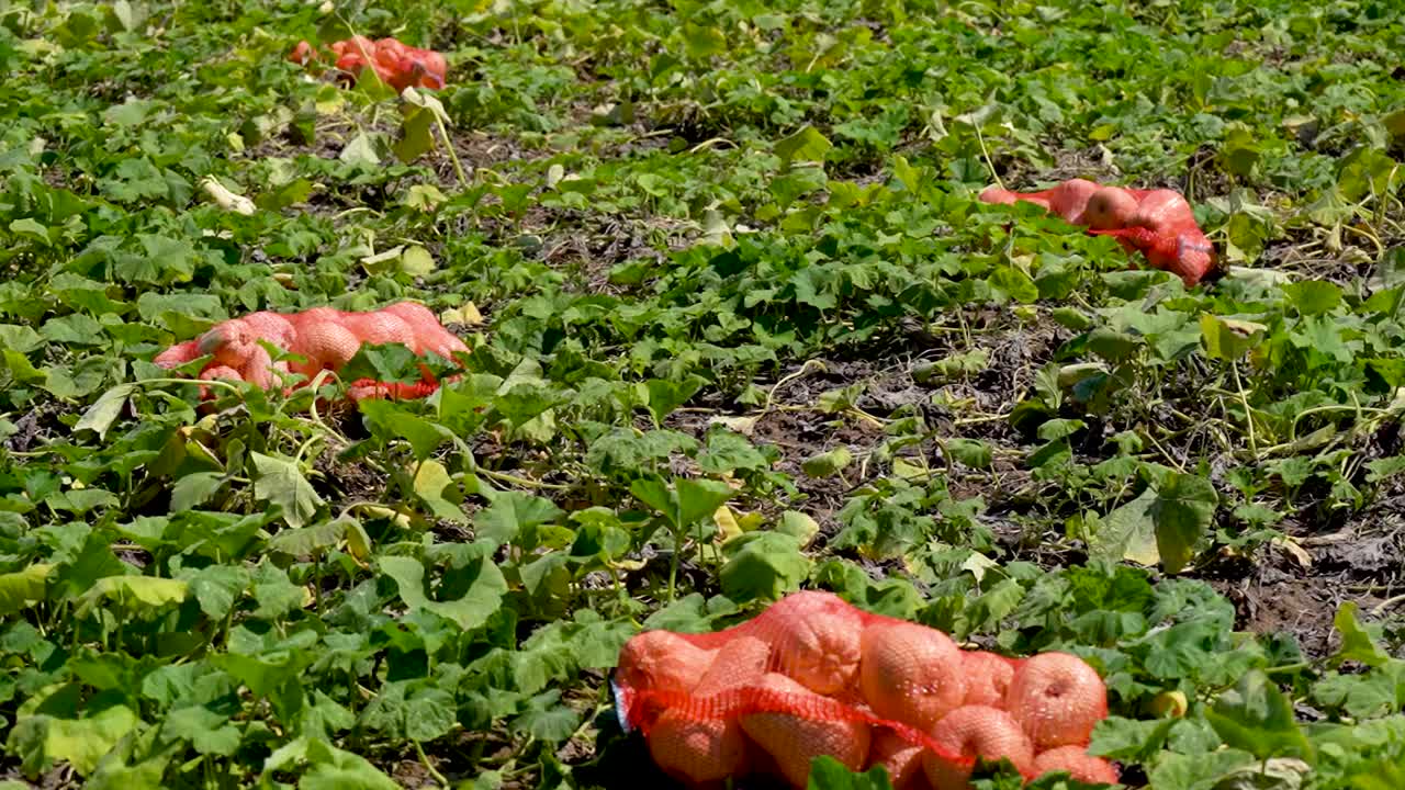 在一个农民的田地里，南瓜装在一个网里。收获的蔬菜准备运往商店视频下载