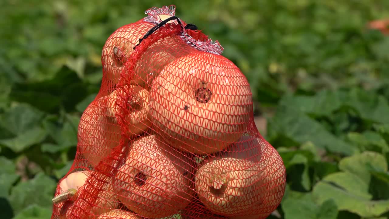 在一个农民的田地里，南瓜装在一个网里。收获的蔬菜准备运往商店视频下载