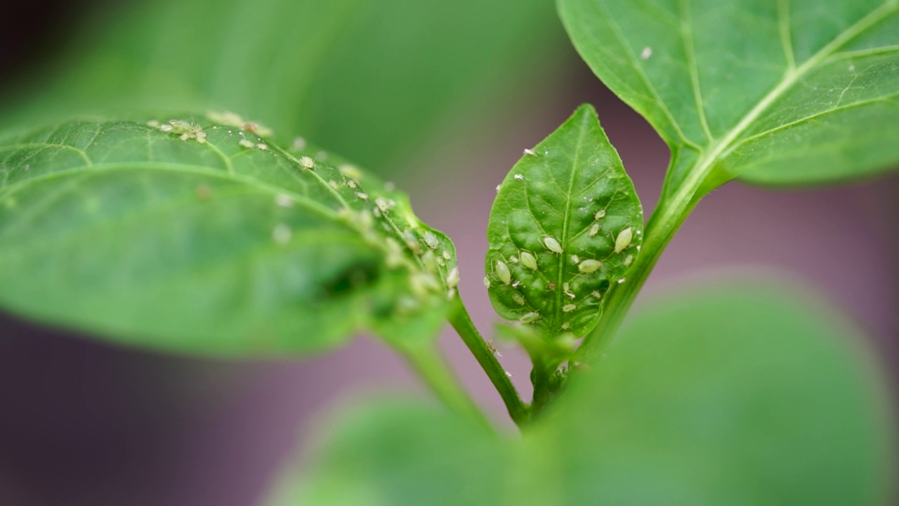 作物病虫害防治。蚜虫吃嫩叶。果园作物保护视频下载