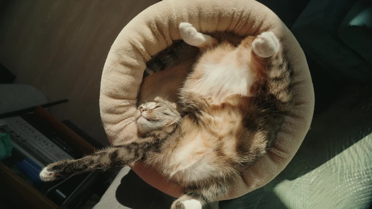 可爱的家猫躺在阳光下休息视频素材
