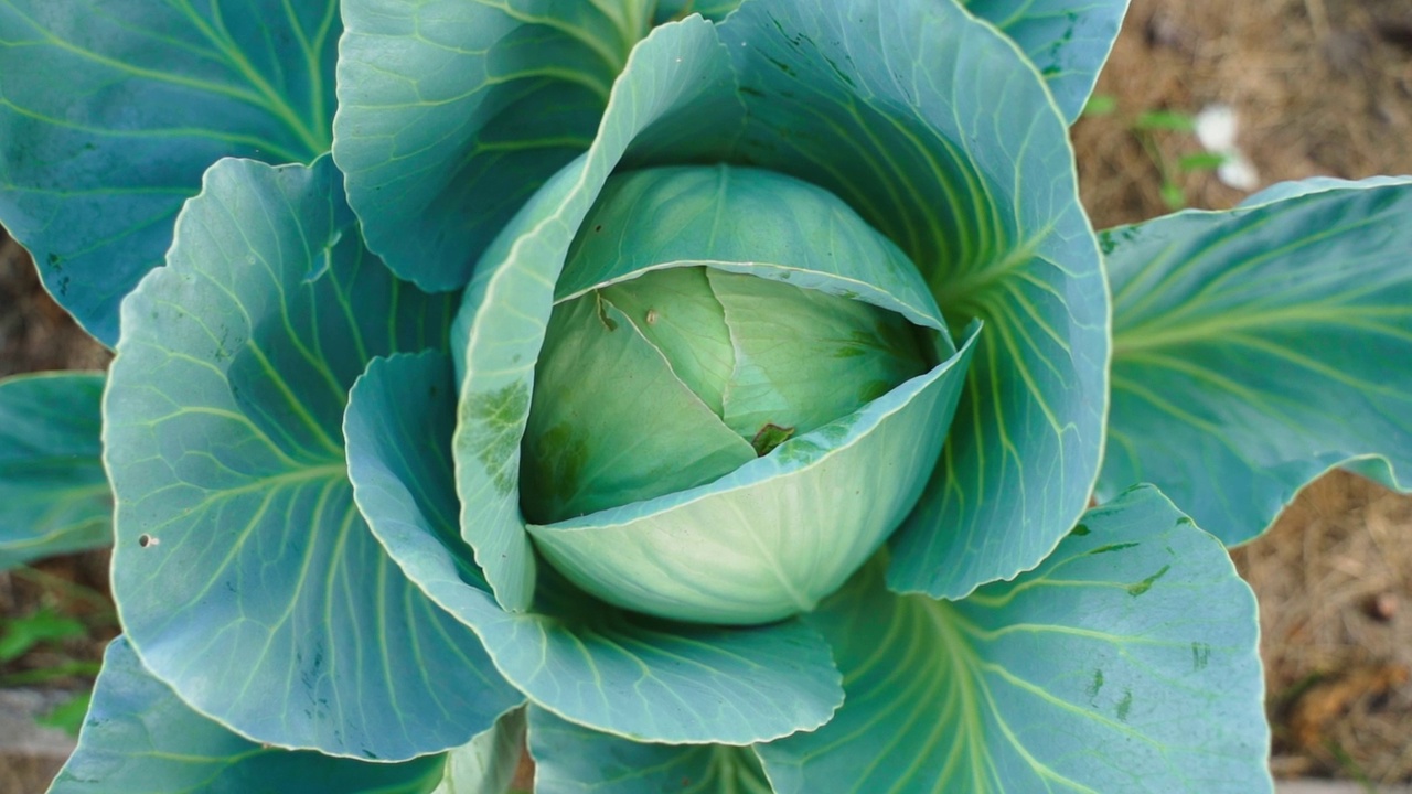 平滑的相机方法种植白卷心菜，特写。花园里的卷心菜苗视频素材