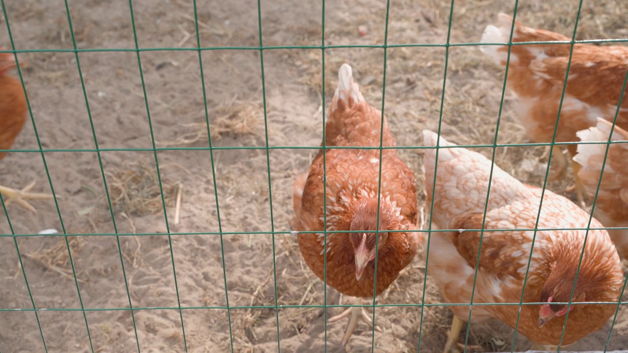 橙色的小鸡走在栅栏后面。年轻的蛋鸡走在牧场上，繁殖罗曼布朗视频素材
