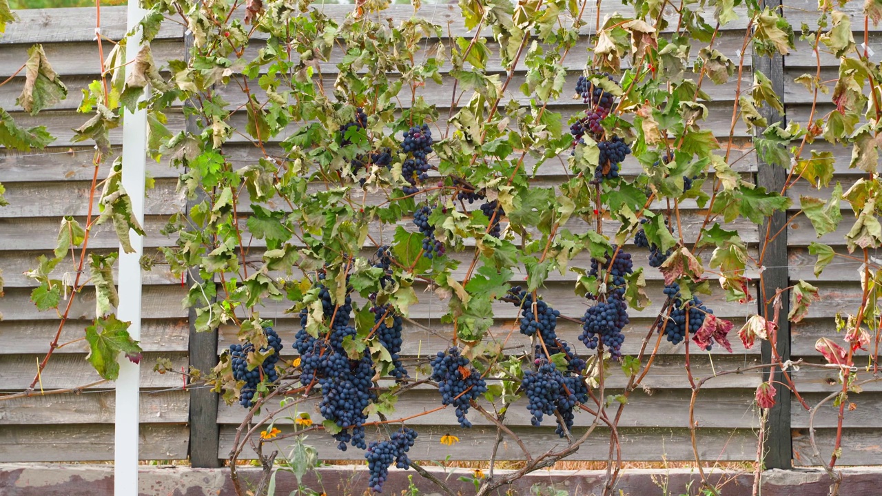 霜冻后叶子枯萎的葡萄园。在秋日气温低于零度的夜晚后，蓝色的葡萄。正在种植的葡萄受到寒流的影响视频素材