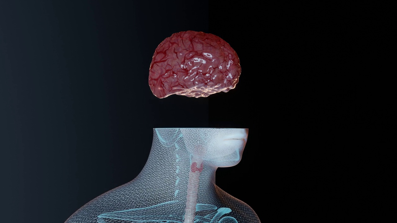 男性身体大脑解剖视频下载