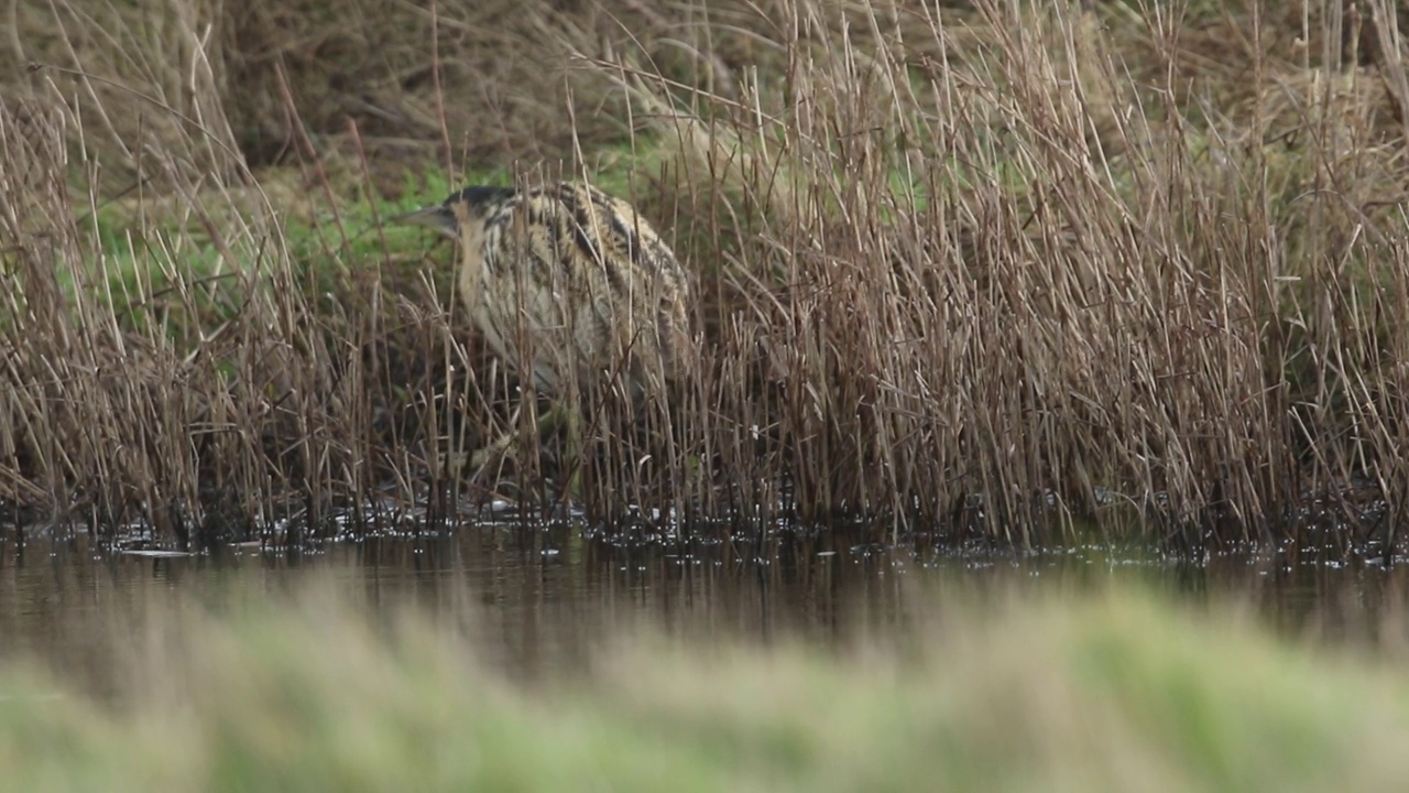 一只罕见的猎食卤鸟，星牛头鸟，在小溪边的芦苇床上寻找食物。视频下载