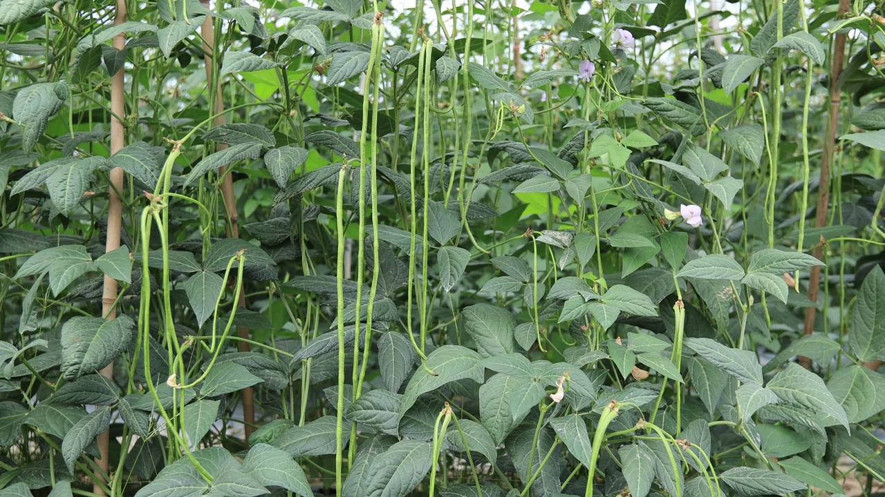 菜地生长的长豆植物视频素材