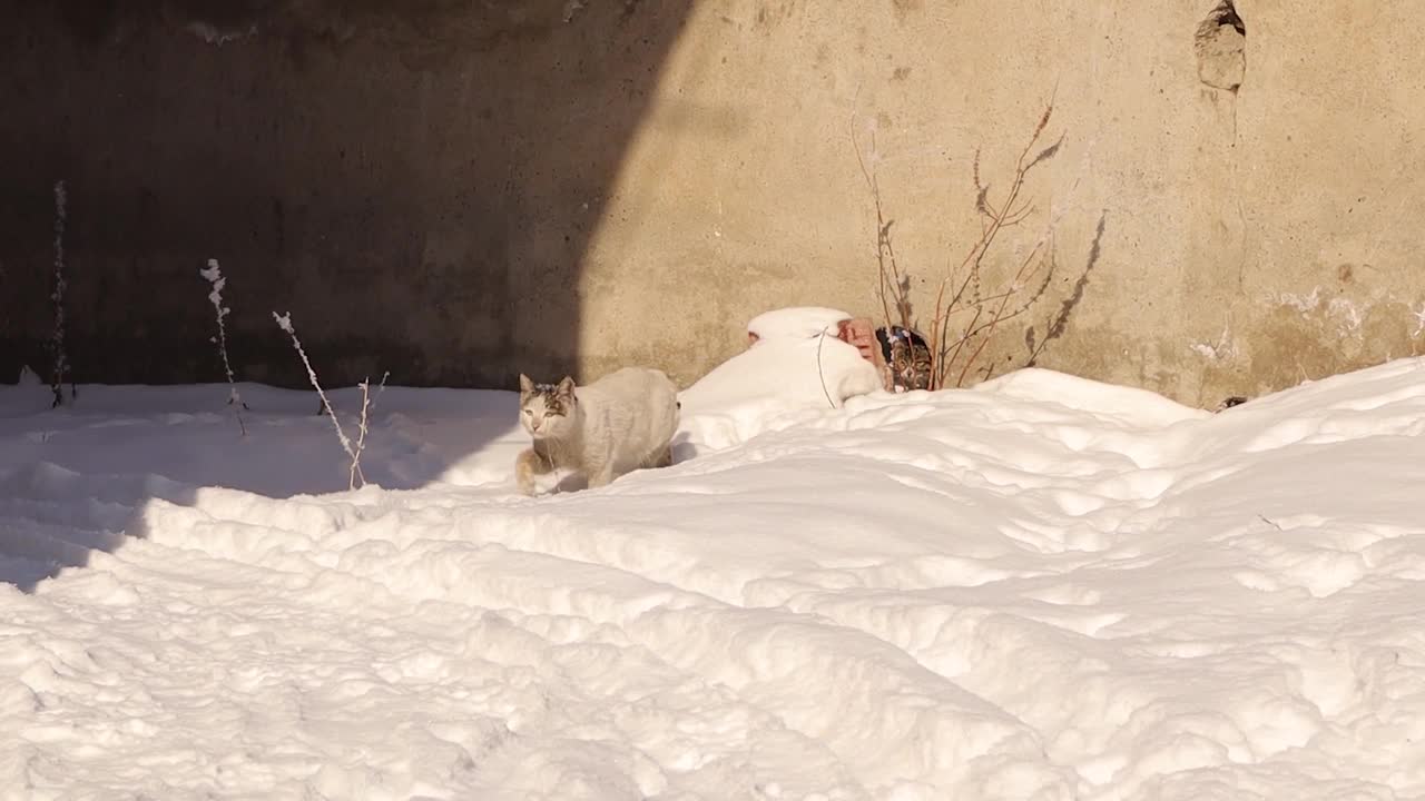晚上一场暴风雪过后，猫妈妈带着她的小猫们走进花园寻找食物。冬天饥饿的猫。城市野生动物,视频下载