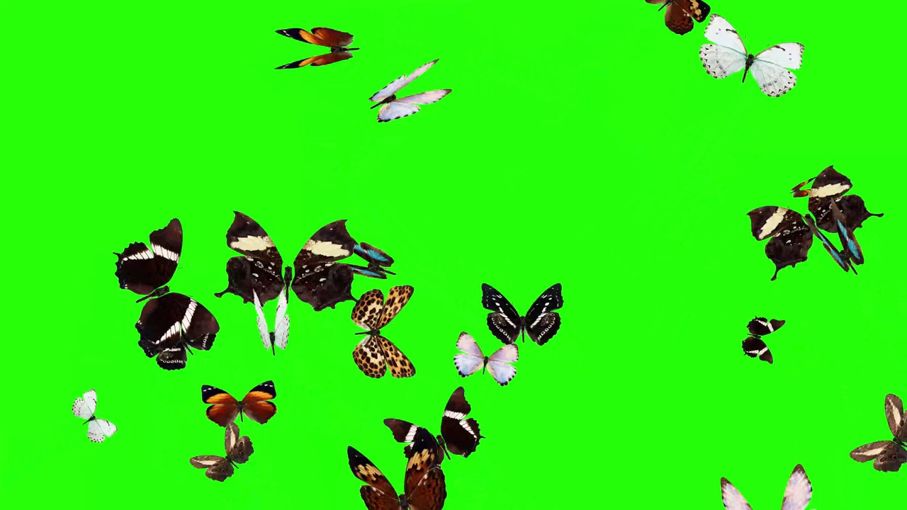 一群蝴蝶在绿色的屏幕上飞舞，环境自然的动画元素视频下载