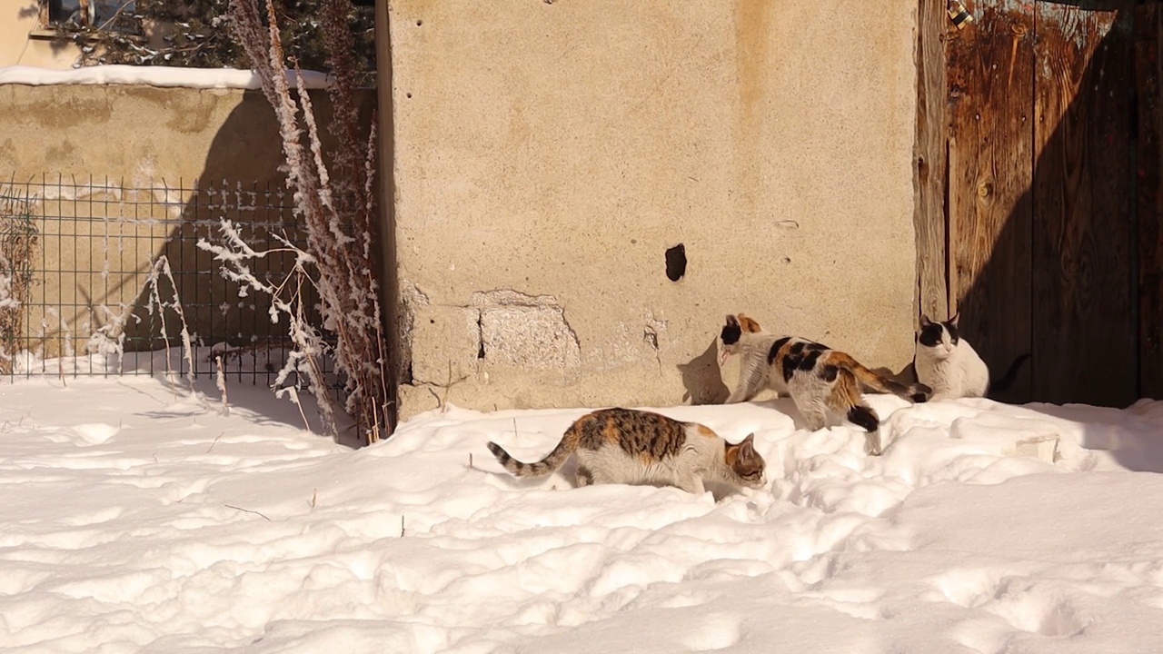 夜间暴风雪过后，猫妈妈带着小猫在雪地里寻找食物。
冬天饿猫，天气冷，下雪。
城市野生动物视频下载