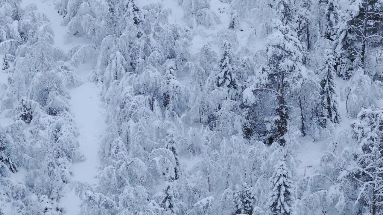 冬天的场景，森林树木覆盖在雪中，挪威-空中无人机拍摄视频素材