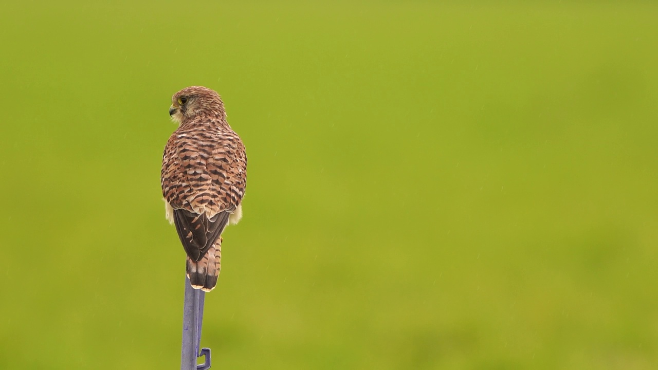一只雌红隼(Falco tinunculus)坐在金属杆上飞走了视频素材