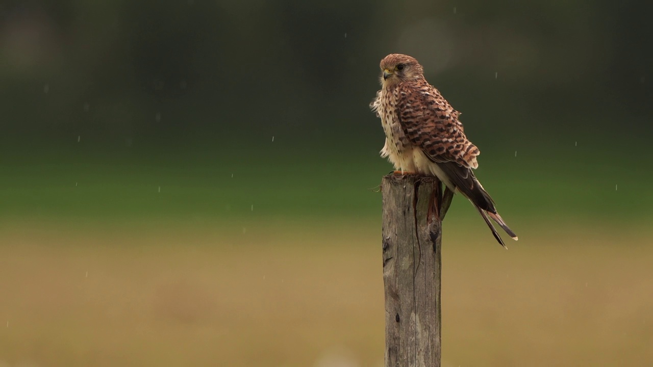 一只雌红隼(Falco tinunculus)雨中坐在木杆上飞走了视频素材