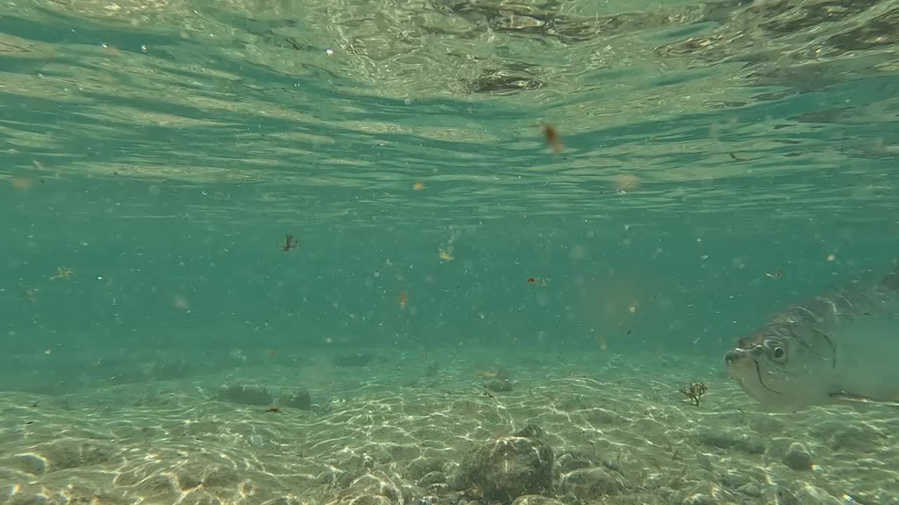 珊瑚礁，圣约翰，美属维尔京群岛:野生大海鲢视频下载