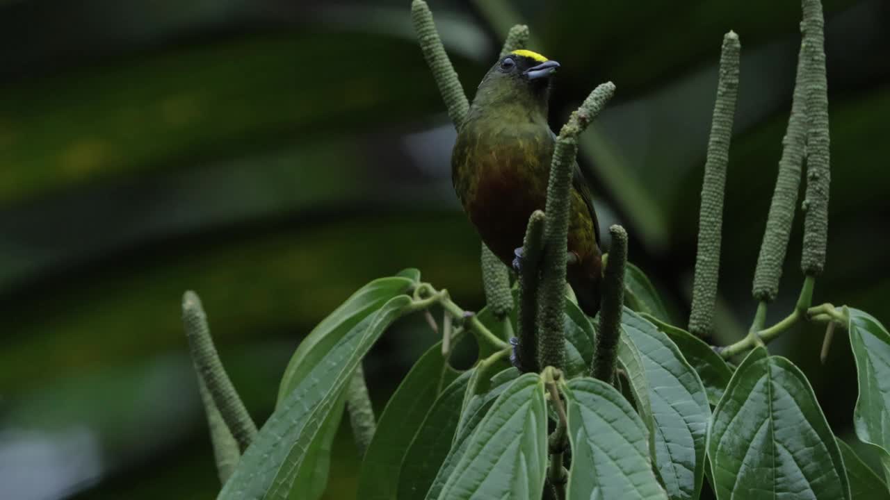 产自哥斯达黎加的橄榄背Euphonia视频下载