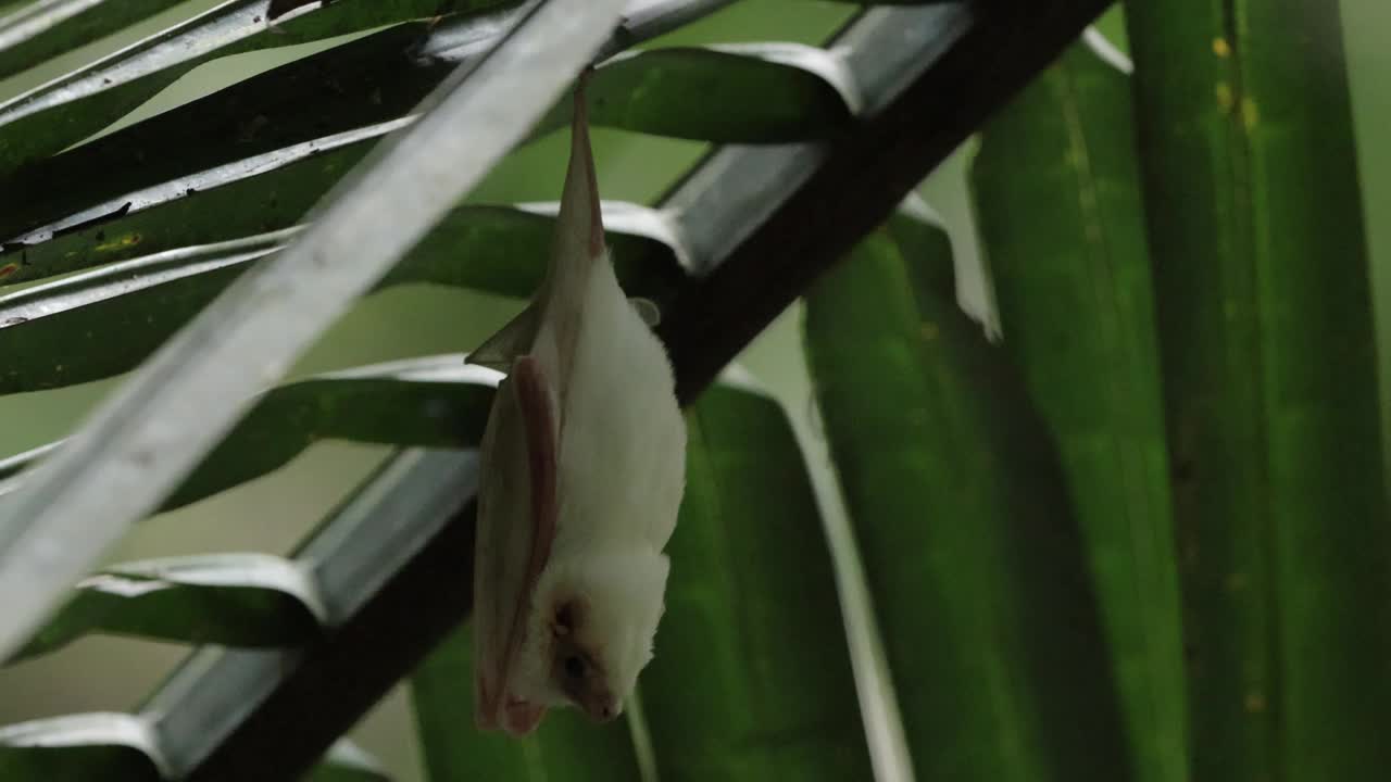 哥斯达黎加北部鬼蝠视频下载