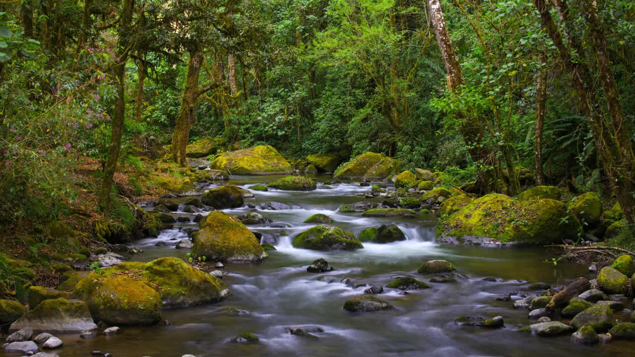 自然溪流，国家公园洛斯克萨莱斯，哥斯达黎加视频下载