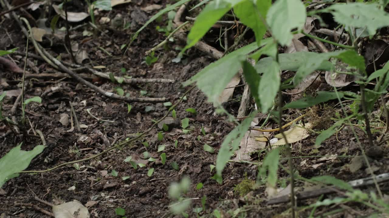 哥斯达黎加的切叶蚁视频下载