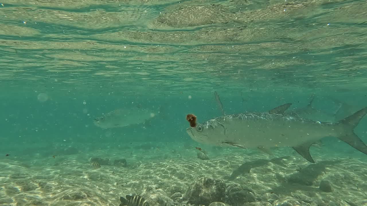 珊瑚礁，圣约翰，美属维尔京群岛:野生大海鲢视频下载