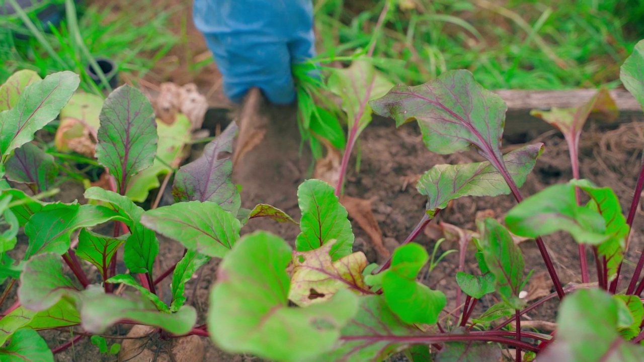 照料一个种着红甜菜的菜圃视频素材
