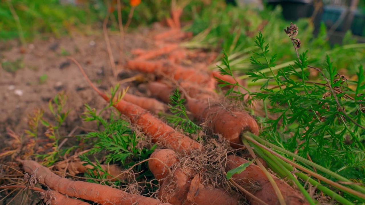 收获的胡萝卜被摆放在菜园的床上，特写。平滑的摄像机移动视频素材