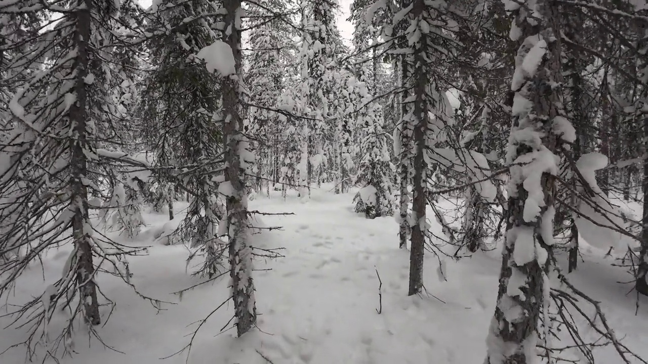 在美丽的冬季森林里徒步旅行。第一人称视角，走在白雪覆盖的冷杉树之间视频下载
