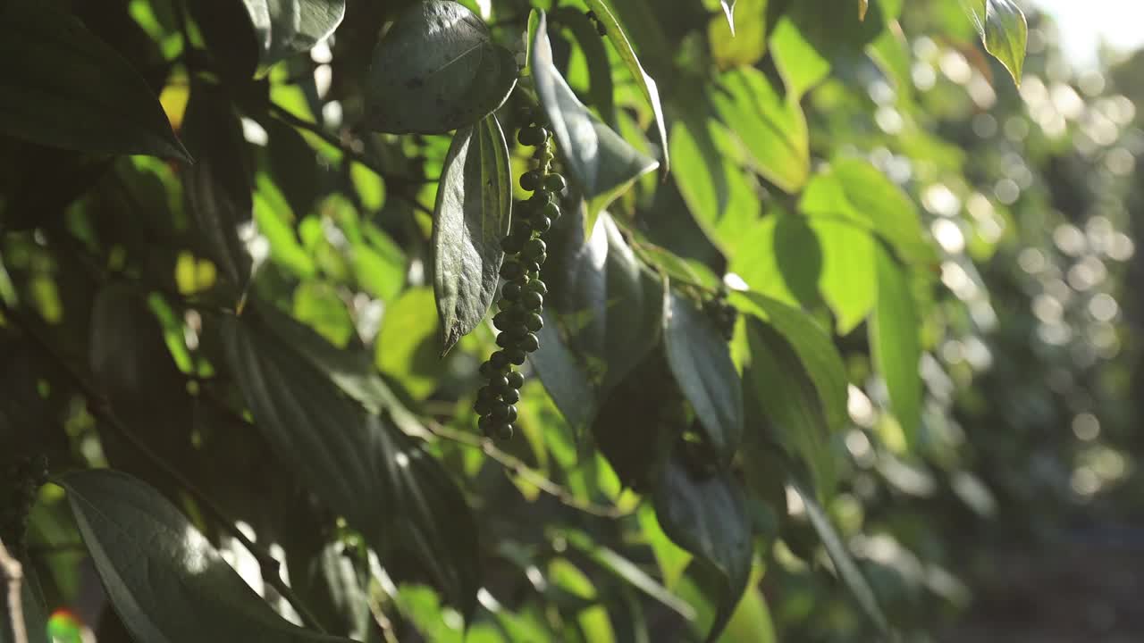 黑胡椒果实长在花园里的树上视频素材