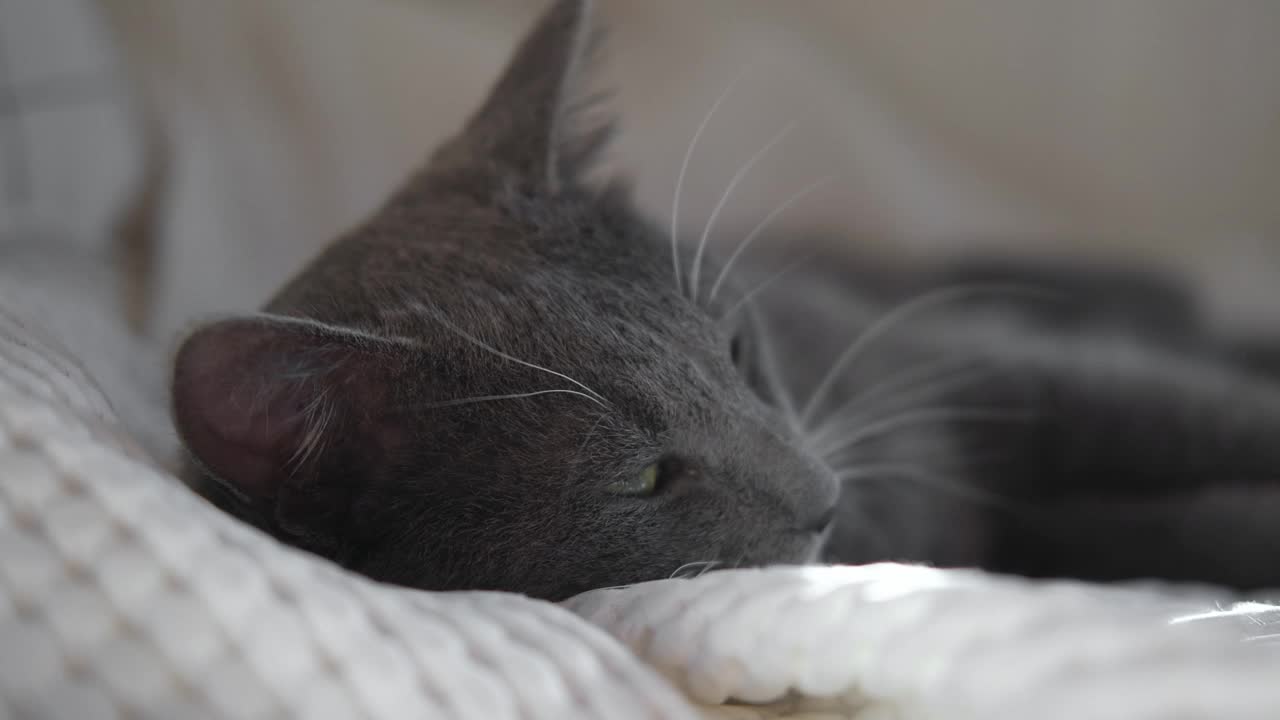 躺在白色纺织品上的有趣的灰色小猫的肖像。爱睡的宠物。副本的空间。小猫摆姿势，伸展身体。快乐的小猫可爱的休息姿势。爱动物。基蒂靠近点。视频下载