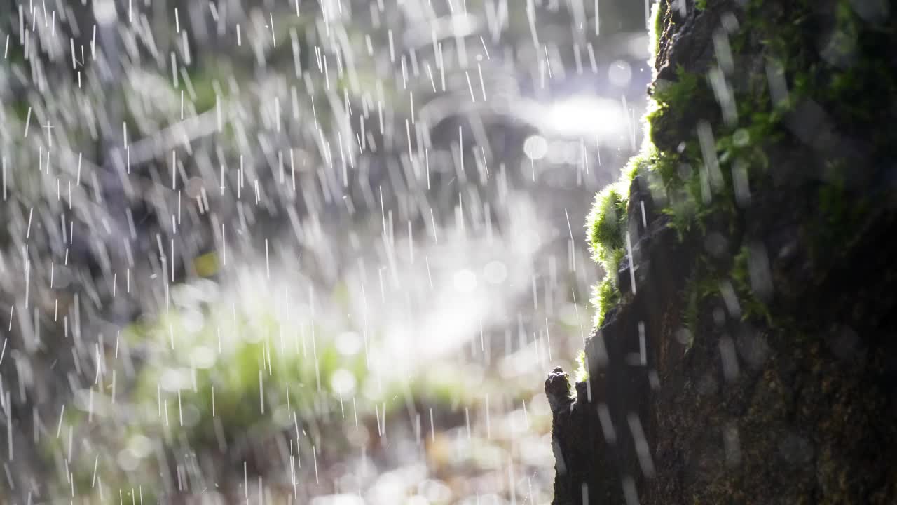 长满苔藓的树皮和背光的雨水。视频下载