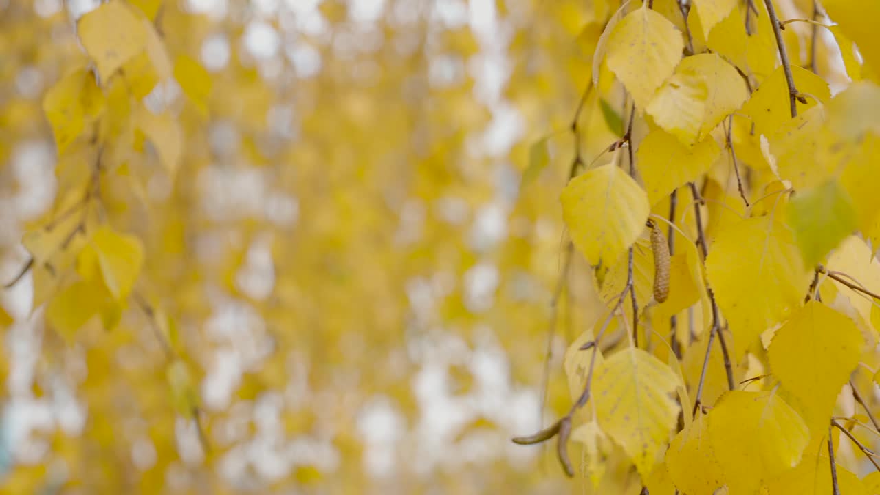 秋天的叶子在柔和的焦点为温暖的背景视频下载