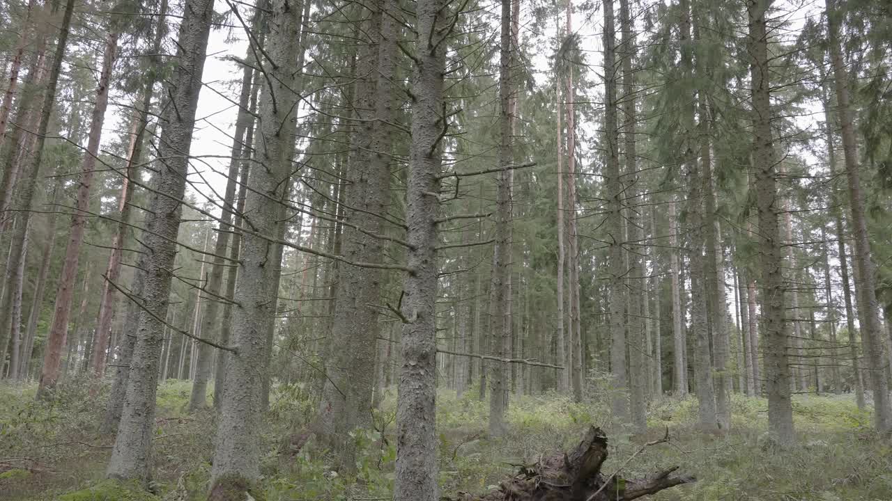 宁静的针叶林树木景观视频下载