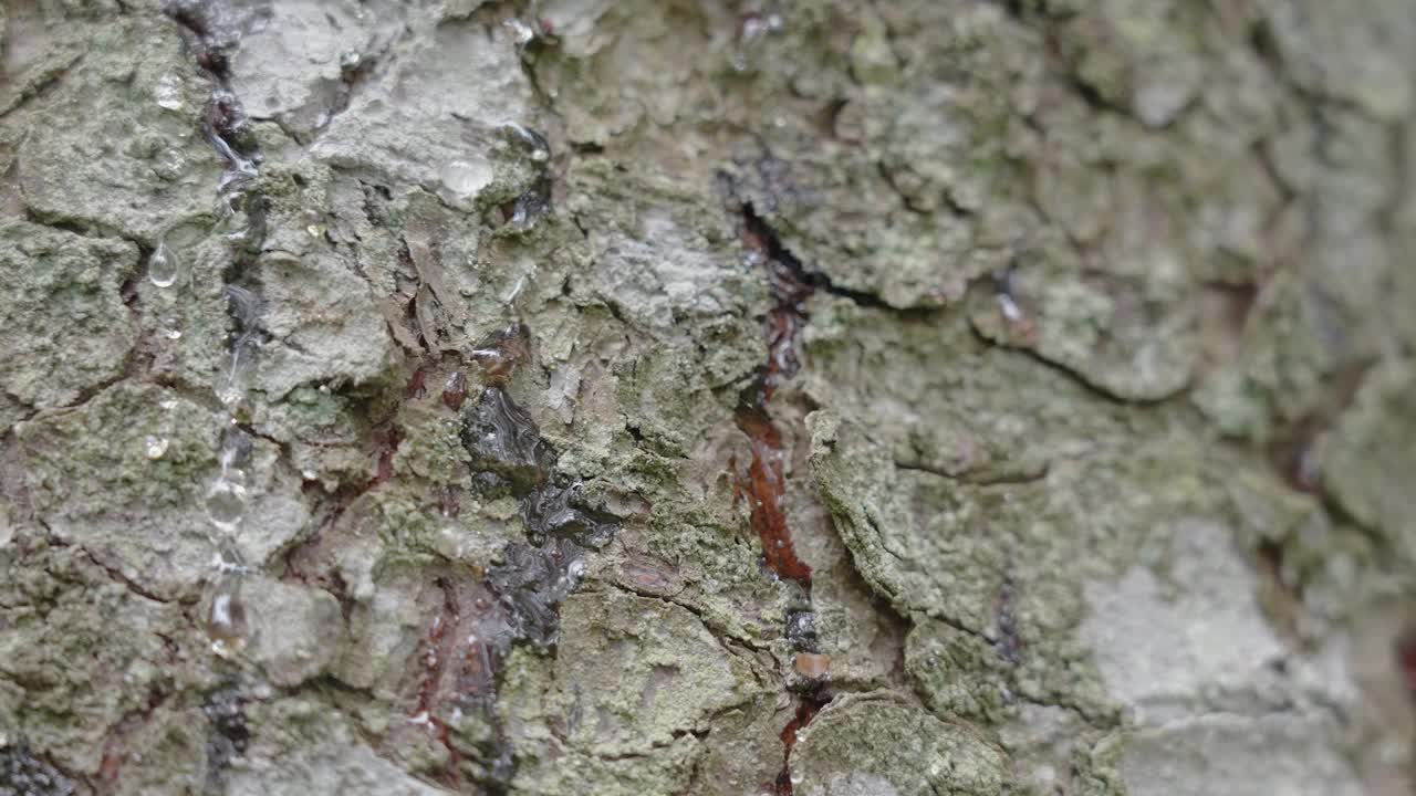 近距离的树皮纹理与树液的细节视频下载