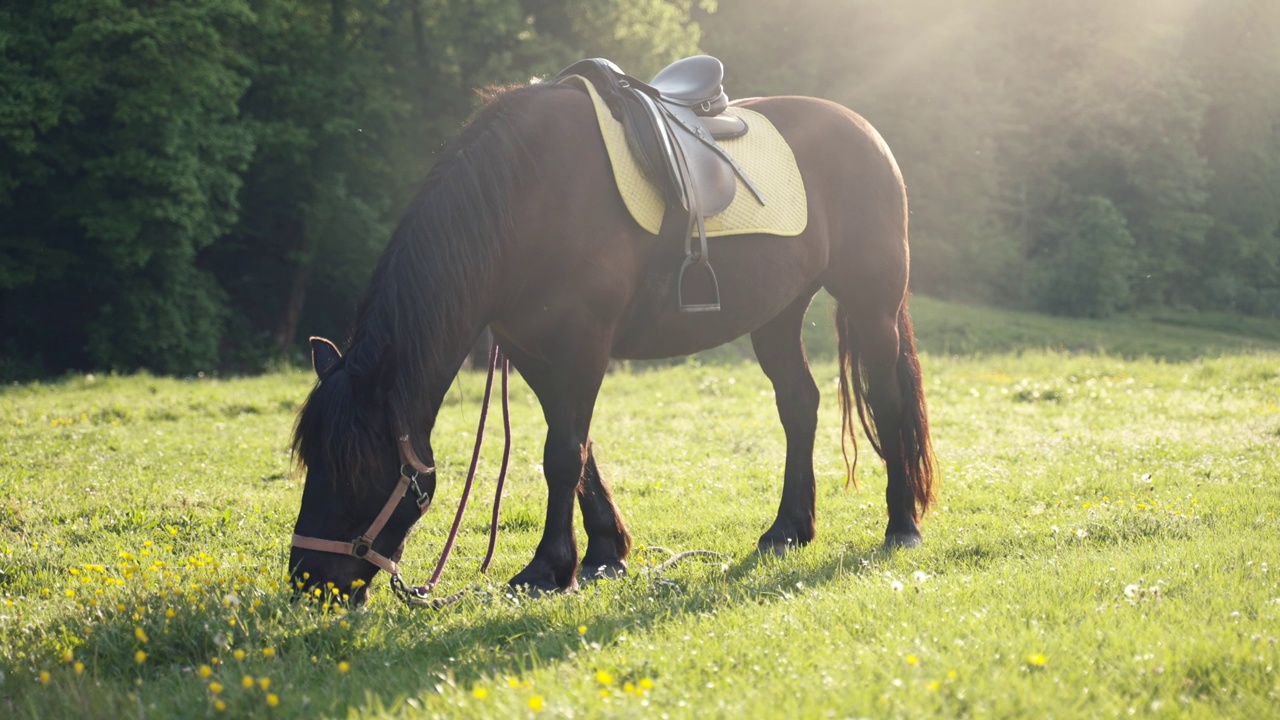 一匹带着马鞍的马在田野里吃草视频下载