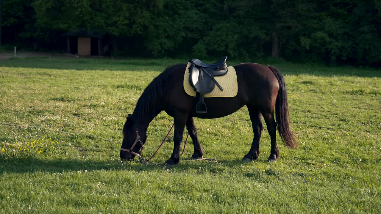 带鞍的马在田野里吃草视频下载
