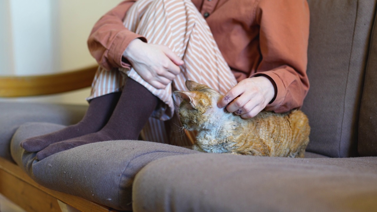 一名女子抚摸着坐在家里沙发上的德文雷克斯猫。爱猫人士，宠物主人。视频下载