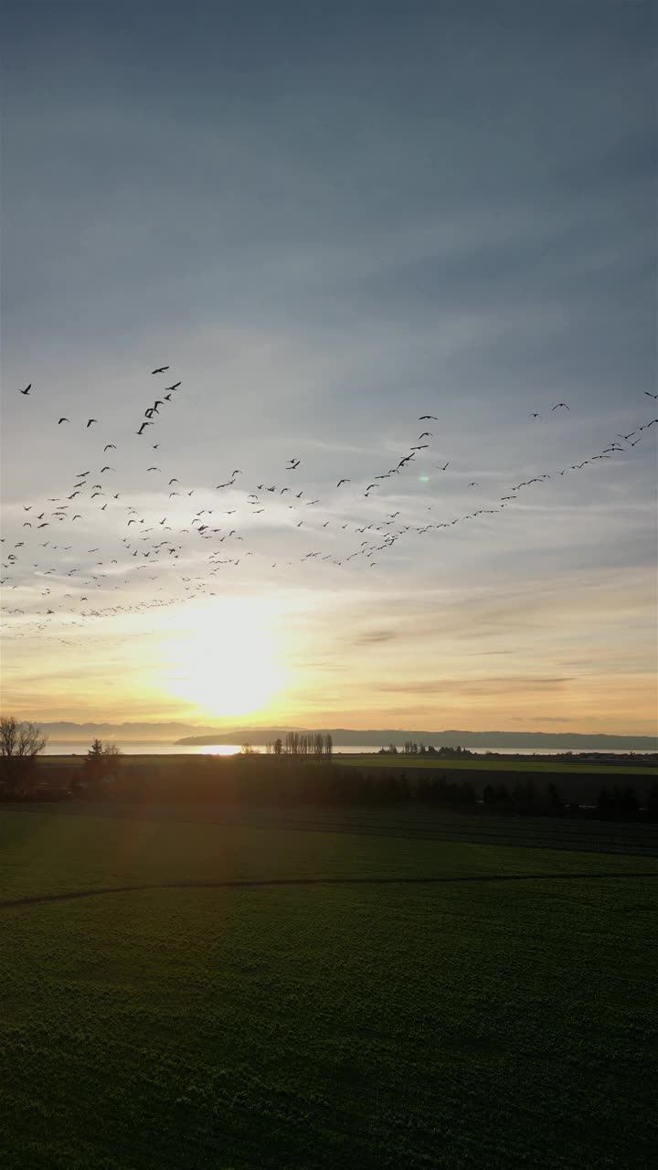 日出时在斯卡吉特山谷田野上飞行的鹅视频下载
