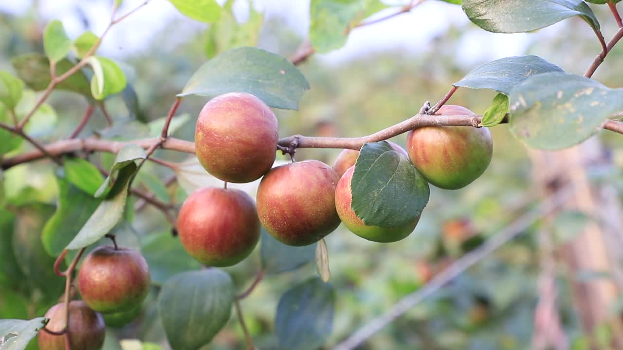 红枣果或苹果果在树枝上荡秋千，景深浅视频下载