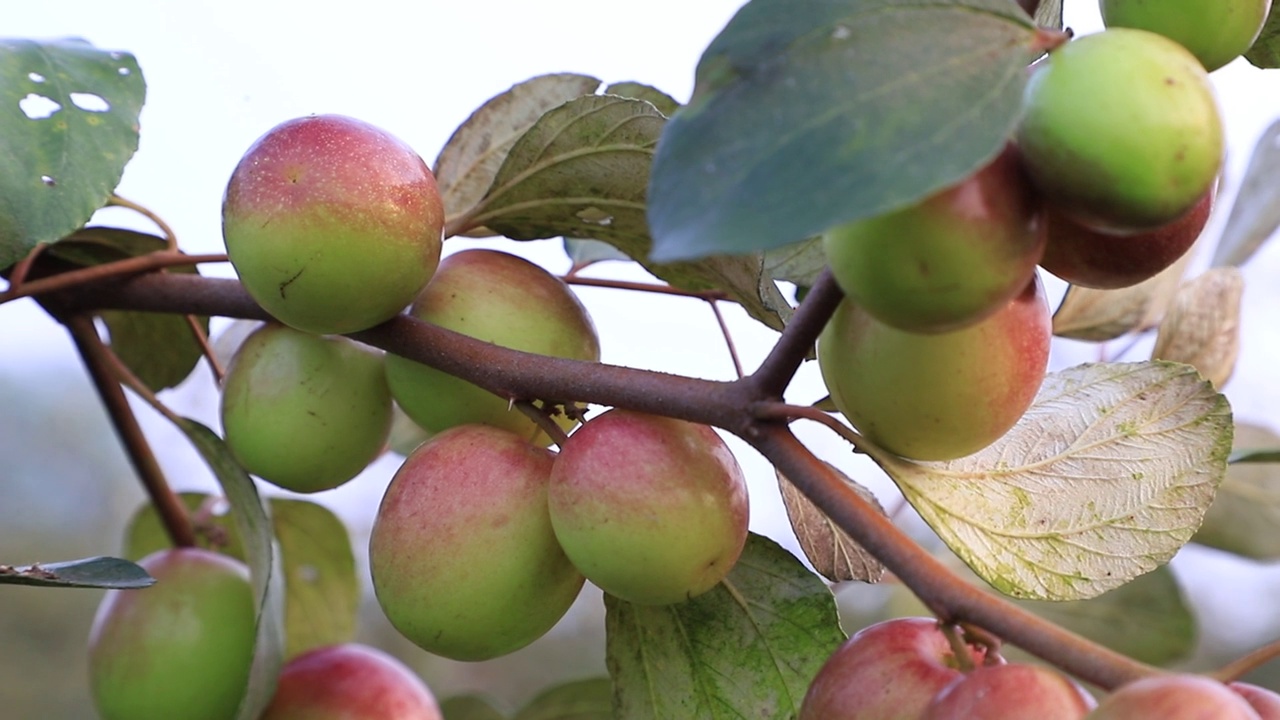 红枣果或苹果果在树枝上荡秋千，景深浅视频下载