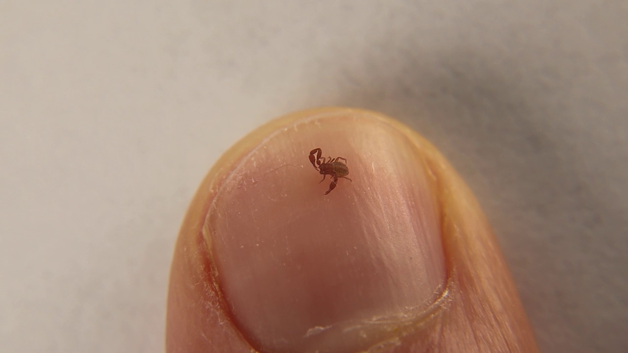 伪。
指甲上假蝎子的大小比较。
生物学家，外国兽医拿着一只假蝎子视频下载
